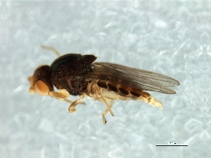  (Tricimba sp. 5 - Cau00411)  @11 [ ] CreativeCommons - Attribution (2009) CBG Photography Group Centre for Biodiversity Genomics