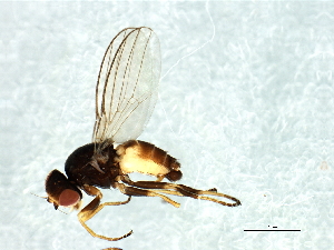  (Dicraeus sp. 8 - Cau00407)  @13 [ ] CreativeCommons - Attribution (2009) CBG Photography Group Centre for Biodiversity Genomics