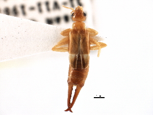  ( - BIOUG10948-A10)  @11 [ ] CreativeCommons - Attribution (2014) CBG Photography Group Centre for Biodiversity Genomics