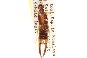  ( - BIOUG10948-G08)  @11 [ ] CreativeCommons - Attribution (2014) CBG Photography Group Centre for Biodiversity Genomics