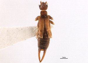  (Paralabella curvicauda - BIOUG10948-H08)  @11 [ ] CreativeCommons - Attribution (2014) CBG Photography Group Centre for Biodiversity Genomics