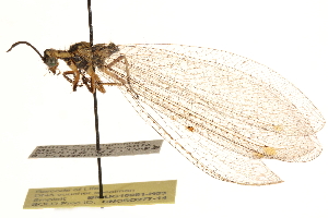  (Scotoleon nigrilabris - BIOUG10951-H03)  @13 [ ] CreativeCommons - Attribution (2014) CBG Photography Group Centre for Biodiversity Genomics