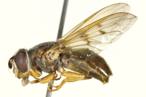  ( - CNC DIPTERA 158231)  @13 [ ] CreativeCommons - Attribution (2012) CNC/CBG Photography Group Centre for Biodiversity Genomics