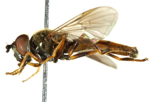  ( - CNC DIPTERA 162612)  @11 [ ] CreativeCommons - Attribution (2012) CNC/CBG Photography Group Centre for Biodiversity Genomics