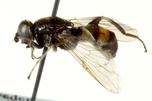  ( - CNC DIPTERA 162703)  @11 [ ] CreativeCommons - Attribution (2012) CNC/CBG Photography Group Centre for Biodiversity Genomics