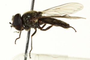  ( - CNC DIPTERA 162709)  @11 [ ] CreativeCommons - Attribution (2012) CNC/CBG Photography Group Centre for Biodiversity Genomics