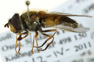  ( - CNC DIPTERA 162839)  @12 [ ] CreativeCommons - Attribution (2012) CNC/CBG Photography Group Centre for Biodiversity Genomics