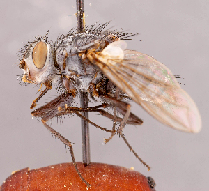  (Ateloglossa novaeangliae - CNC1546982)  @11 [ ] No rights reserved (2022) Unspecified Canadian National Collection of Insects, Arachnids and Nematodes