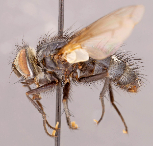  ( - CNC1546999)  @11 [ ] No rights reserved (2022) Unspecified Canadian National Collection of Insects, Arachnids and Nematodes
