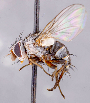  ( - CNC1699472)  @11 [ ] No rights reserved (2021) Unspecified Canadian National Collection of Insects, Arachnids and Nematodes