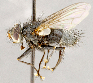 ( - CNC1699541)  @11 [ ] No rights reserved (2021) Unspecified Canadian National Collection of Insects, Arachnids and Nematodes