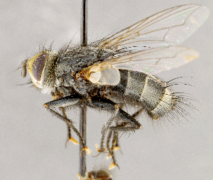  (Tachinomyia sp. GER3 - CNC1699577)  @11 [ ] No rights reserved (2021) Unspecified Canadian National Collection of Insects, Arachnids and Nematodes