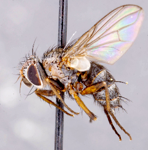  ( - CNC1699592)  @11 [ ] No rights reserved (2021) Unspecified Canadian National Collection of Insects, Arachnids and Nematodes