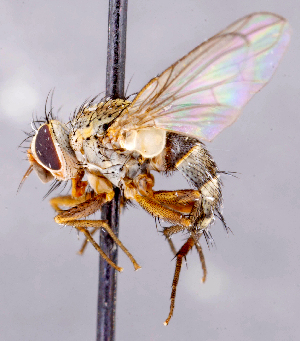  ( - CNC1699718)  @11 [ ] No rights reserved (2021) Unspecified Canadian National Collection of Insects, Arachnids and Nematodes