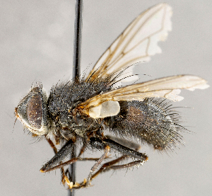  ( - CNC1699803)  @11 [ ] No rights reserved (2021) Unspecified Canadian National Collection of Insects, Arachnids and Nematodes