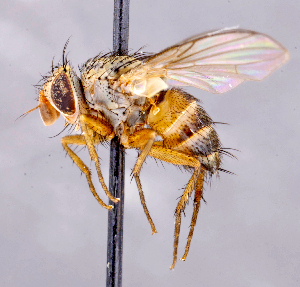  ( - CNC1699809)  @11 [ ] No rights reserved (2021) Unspecified Canadian National Collection of Insects, Arachnids and Nematodes