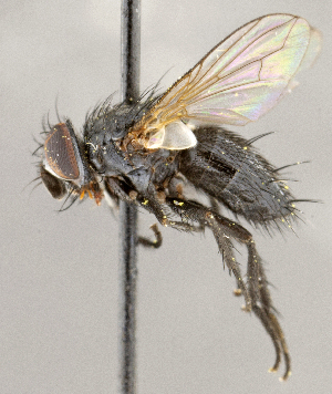  ( - CNC1707405)  @11 [ ] No rights reserved (2021) Unspecified Canadian National Collection of Insects, Arachnids and Nematodes