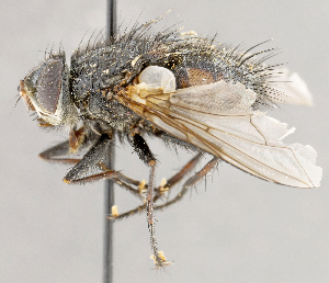  ( - CNC1707610)  @11 [ ] No rights reserved (2021) Unspecified Canadian National Collection of Insects, Arachnids and Nematodes