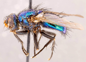  ( - CNC1707695)  @11 [ ] No rights reserved (2021) Unspecified Canadian National Collection of Insects, Arachnids and Nematodes