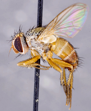  ( - CNC1707715)  @11 [ ] No rights reserved (2021) Unspecified Canadian National Collection of Insects, Arachnids and Nematodes