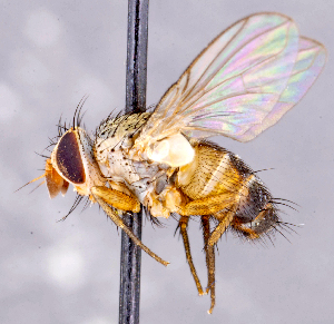  ( - CNC1707720)  @11 [ ] No rights reserved (2021) Unspecified Canadian National Collection of Insects, Arachnids and Nematodes