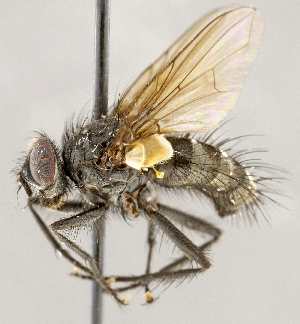  ( - CNC1707735)  @11 [ ] No rights reserved (2021) Unspecified Canadian National Collection of Insects, Arachnids and Nematodes