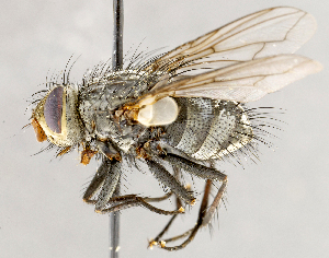  ( - CNC1709893)  @11 [ ] No rights reserved (2021) Unspecified Canadian National Collection of Insects, Arachnids and Nematodes