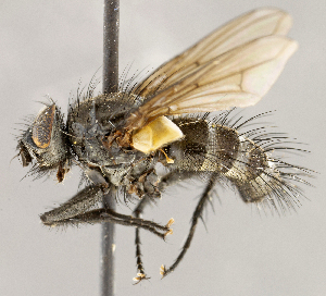  ( - CNC1710137)  @11 [ ] No rights reserved (2021) Unspecified Canadian National Collection of Insects, Arachnids and Nematodes