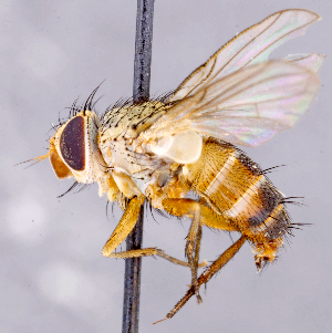  ( - CNC1710195)  @11 [ ] No rights reserved (2021) Unspecified Canadian National Collection of Insects, Arachnids and Nematodes