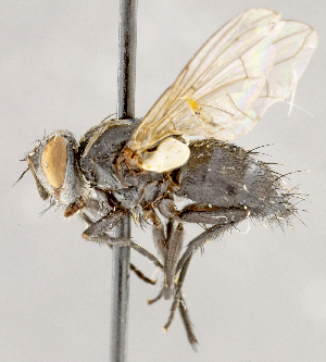  ( - CNC1710247)  @11 [ ] No rights reserved (2021) Unspecified Canadian National Collection of Insects, Arachnids and Nematodes