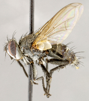  ( - CNC1711710)  @11 [ ] No rights reserved (2021) Unspecified Canadian National Collection of Insects, Arachnids and Nematodes