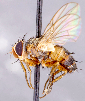  ( - CNC1712098)  @11 [ ] No rights reserved (2021) Unspecified Canadian National Collection of Insects, Arachnids and Nematodes