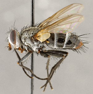  ( - CNC1724103)  @11 [ ] No rights reserved (2021) Unspecified Canadian National Collection of Insects, Arachnids and Nematodes