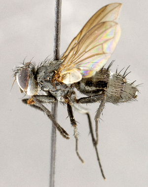  ( - CNC1724342)  @11 [ ] No rights reserved (2021) Unspecified Canadian National Collection of Insects, Arachnids and Nematodes
