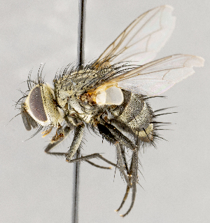  ( - CNC1730405)  @11 [ ] No rights reserved (2021) Unspecified Canadian National Collection of Insects, Arachnids and Nematodes