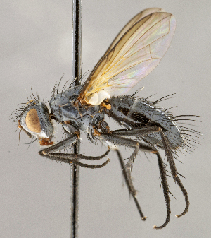  ( - CNC1738594)  @11 [ ] No rights reserved (2021) Unspecified Canadian National Collection of Insects, Arachnids and Nematodes