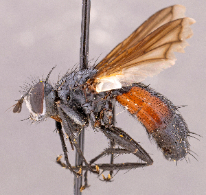  ( - CNC1965976)  @11 [ ] No rights reserved (2022) Unspecified Canadian National Collection of Insects, Arachnids and Nematodes