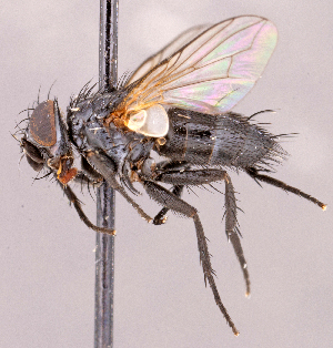  ( - CNC1966266)  @11 [ ] No rights reserved (2022) Unspecified Canadian National Collection of Insects, Arachnids and Nematodes