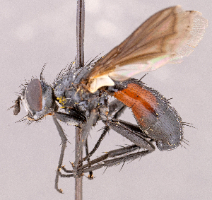  ( - CNC1966396)  @11 [ ] No rights reserved (2022) Unspecified Canadian National Collection of Insects, Arachnids and Nematodes