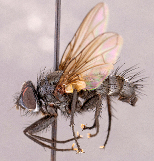  ( - CNC1966717)  @11 [ ] No rights reserved (2022) Unspecified Canadian National Collection of Insects, Arachnids and Nematodes
