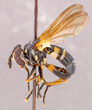  ( - CNC1966746)  @11 [ ] No rights reserved (2022) Unspecified Canadian National Collection of Insects, Arachnids and Nematodes