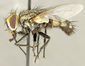  (Austrophorocera sp. UT1 - CNC2060963)  @11 [ ] No rights reserved (2024) Unspecified Canadian National Collection of Insects, Arachnids and Nematodes