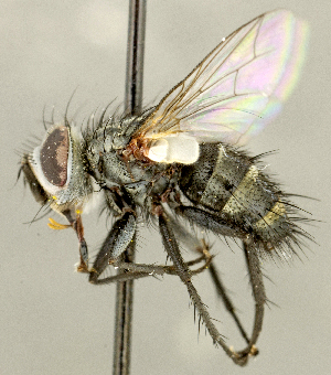  (Chetogena sp. SK1 - CNC2077327)  @11 [ ] No rights reserved (2024) Unspecified Canadian National Collection of Insects, Arachnids and Nematodes