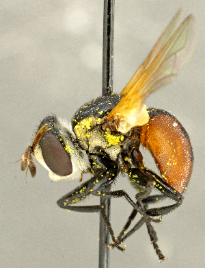  ( - CNC2077351)  @11 [ ] No rights reserved (2024) Unspecified Canadian National Collection of Insects, Arachnids and Nematodes