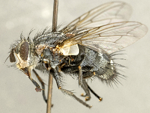  ( - CNC2077368)  @11 [ ] No rights reserved (2024) Unspecified Canadian National Collection of Insects, Arachnids and Nematodes