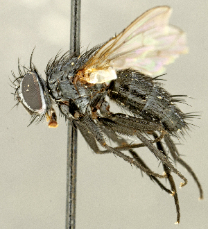  ( - CNC2077410)  @11 [ ] No rights reserved (2024) Unspecified Canadian National Collection of Insects, Arachnids and Nematodes