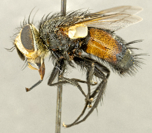  ( - CNC2077439)  @11 [ ] No rights reserved (2024) Unspecified Canadian National Collection of Insects, Arachnids and Nematodes