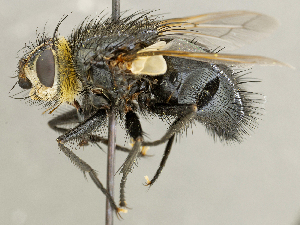  ( - CNC2077490)  @11 [ ] No rights reserved (2024) Unspecified Canadian National Collection of Insects, Arachnids and Nematodes