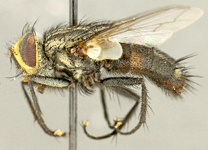  (Austrophorocera sp. NE1 - CNC2077584)  @11 [ ] No rights reserved (2024) Unspecified Canadian National Collection of Insects, Arachnids and Nematodes