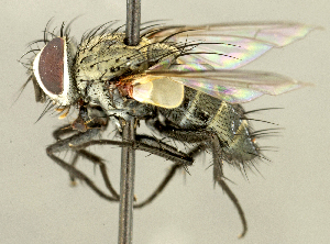  (Myiopharus sp. NE1 - CNC2077586)  @11 [ ] No rights reserved (2024) Unspecified Canadian National Collection of Insects, Arachnids and Nematodes